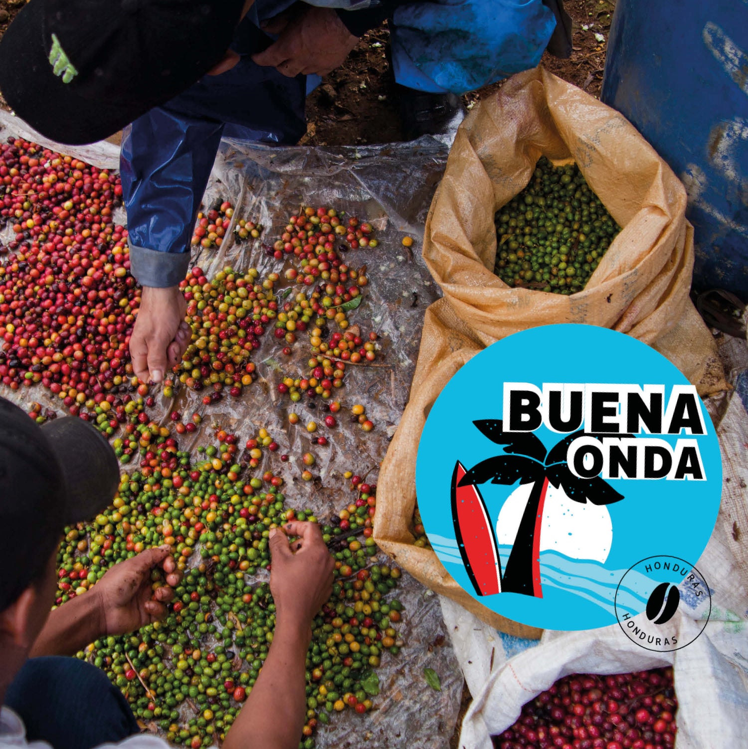 People sorting coffee beans with 'Buena Onda'