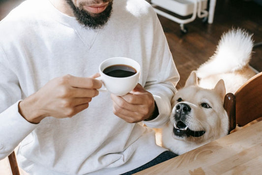 From above of funny Akita Inu dog sniffing coffee cup in hands of crop unrecognizable ethnic male person sitting at table during breakfast