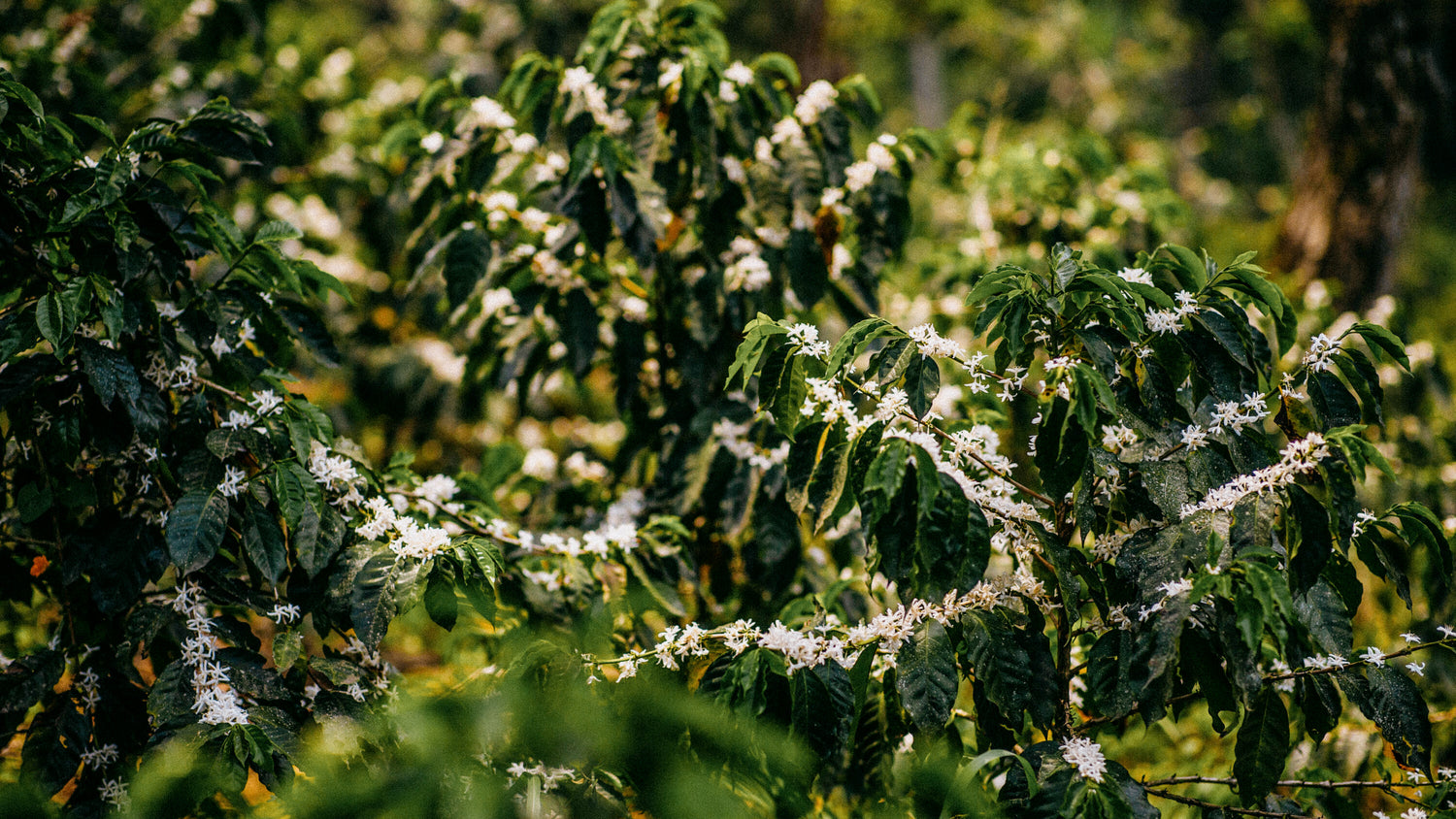 Mexico Coffee Farm
