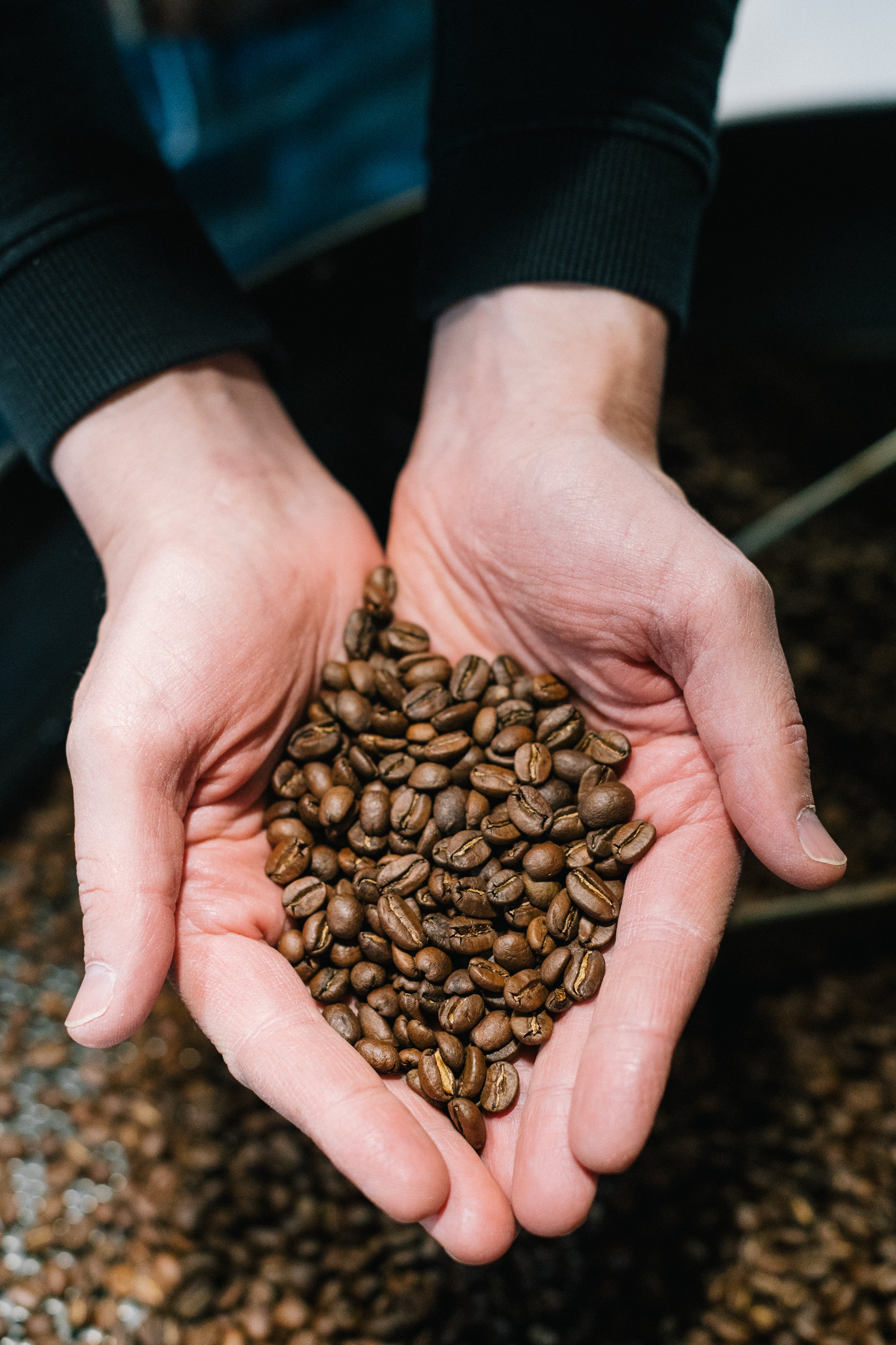 Hands holding roasted coffee beans with a blurred background