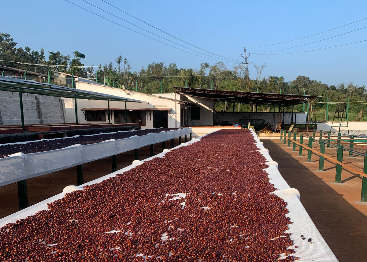 A large quantity of dark red dried berries or spices spread out on white fabric mats in an outdoor processing facility under a clear blue sky.