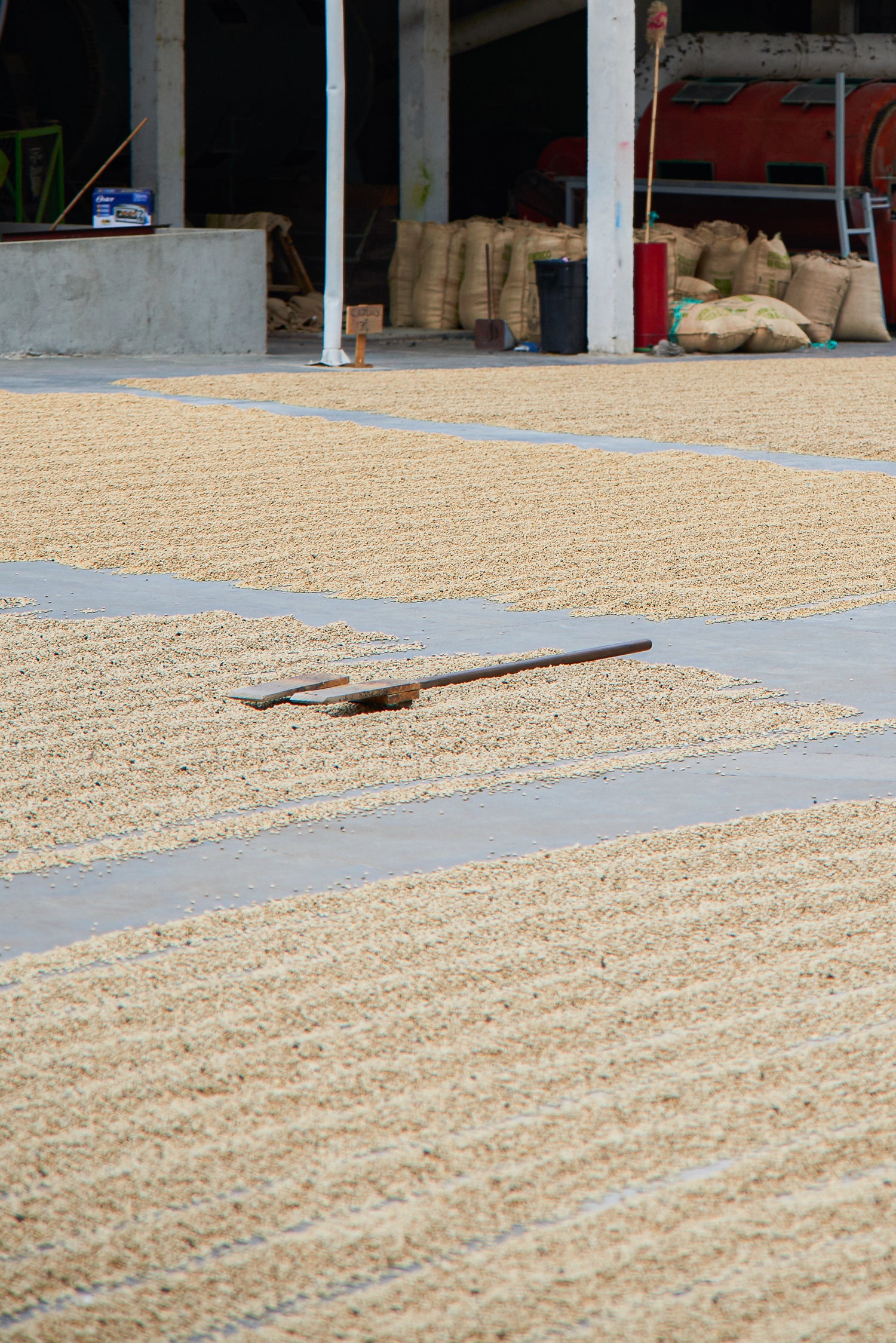 Mexico Cristal Coffee Drying