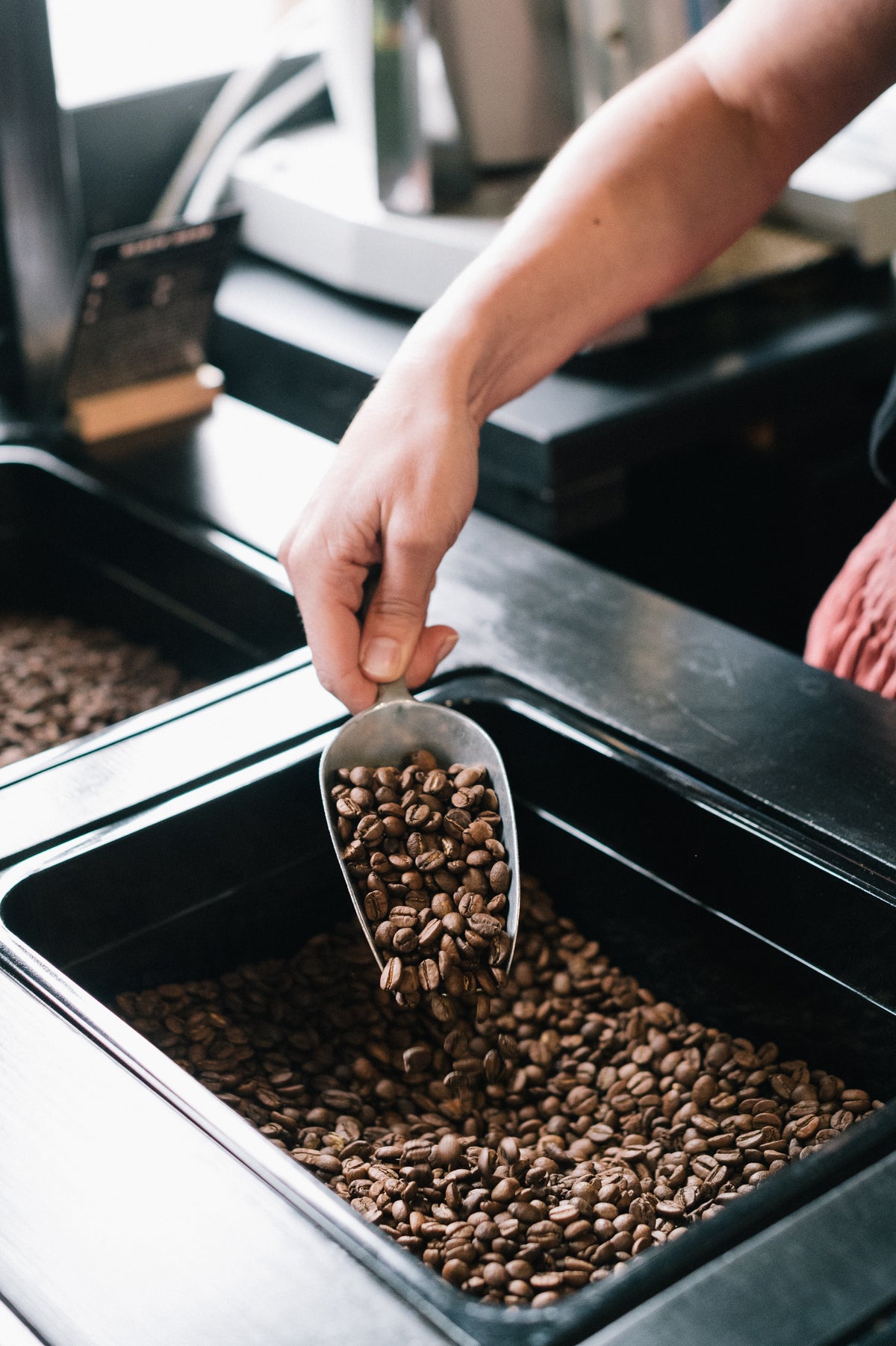 Scooping freshly roasted coffee beans at The Coffee Factory